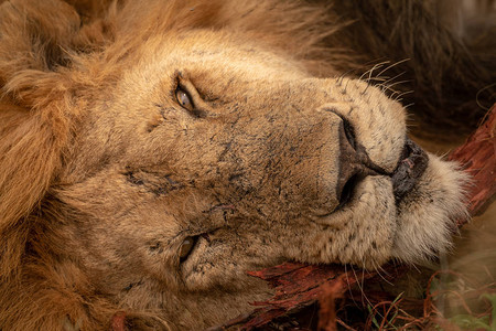 一只沉睡的雄狮把头放在木桩上背景图片
