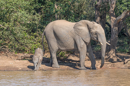 在SableDam的非洲大象牛图片