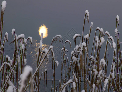 抽象月光下的水白雪皑的芦苇纹理图片