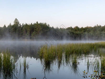 秋天的早晨有沼泽图片