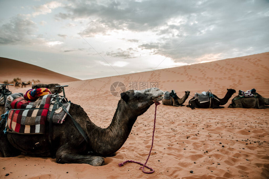 沙漠上正在休息的骆驼
图片