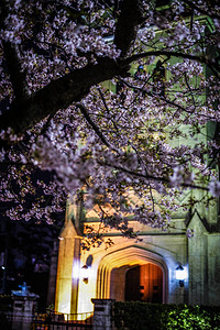 夜晚的粉色樱花树图片