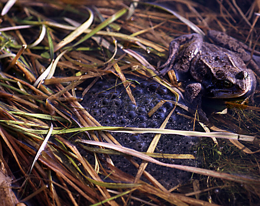 池塘中常见的青蛙产卵图片