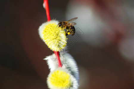柳树枝上的蜜蜂蜜蜂在冬天后给柳树授粉冬天后蜜蜂的第一次飞行春天图片