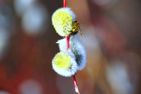枝上的蜜蜂蜜蜂在冬天后给授粉冬天后蜜蜂的第一次飞行春天图片