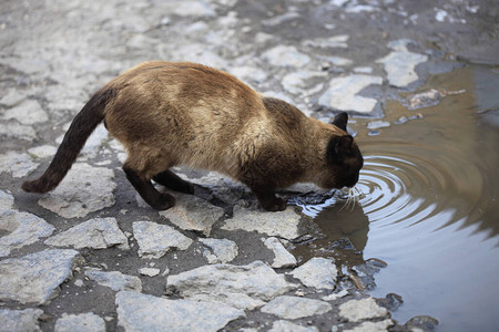 野生棕猫在水坑里喝水图片