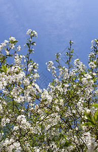 春天盛开的花园杏花紧贴在背景图片