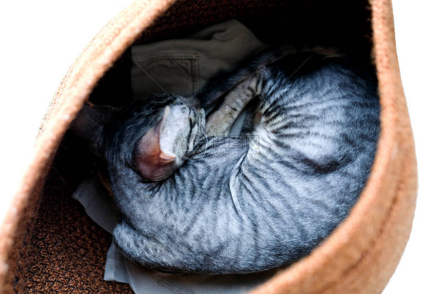 这只小猫睡在篮子里灰色的图片