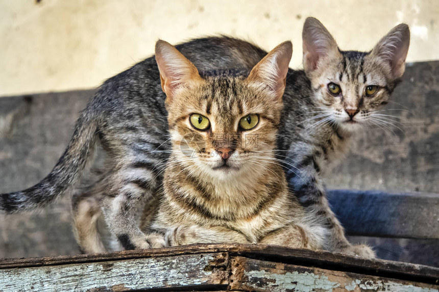 一只母猫felixcatus与图片