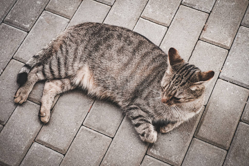 趴在地上的家猫图片