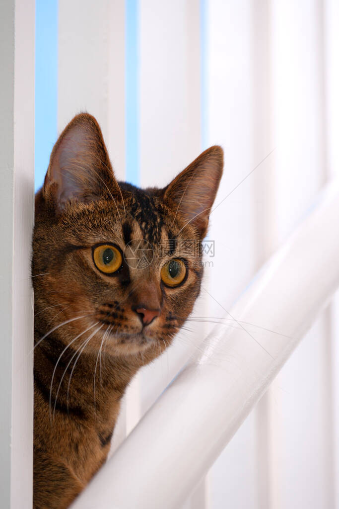 可爱俏皮的大眼睛部分阿比西尼亚年轻雄猫通过栏杆凝视图片