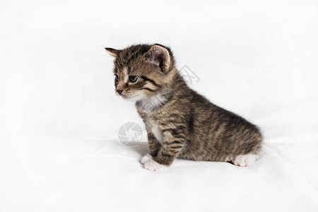 坐在白色床单背景上的虎斑小猫图片