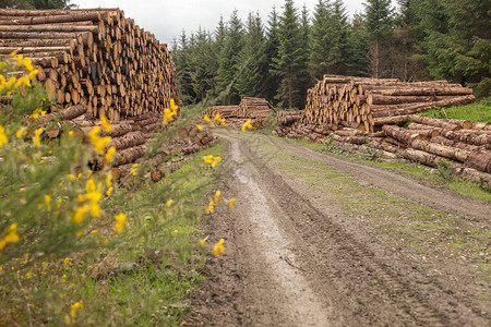 为爱尔兰伐木业的锯木厂部分做准备图片