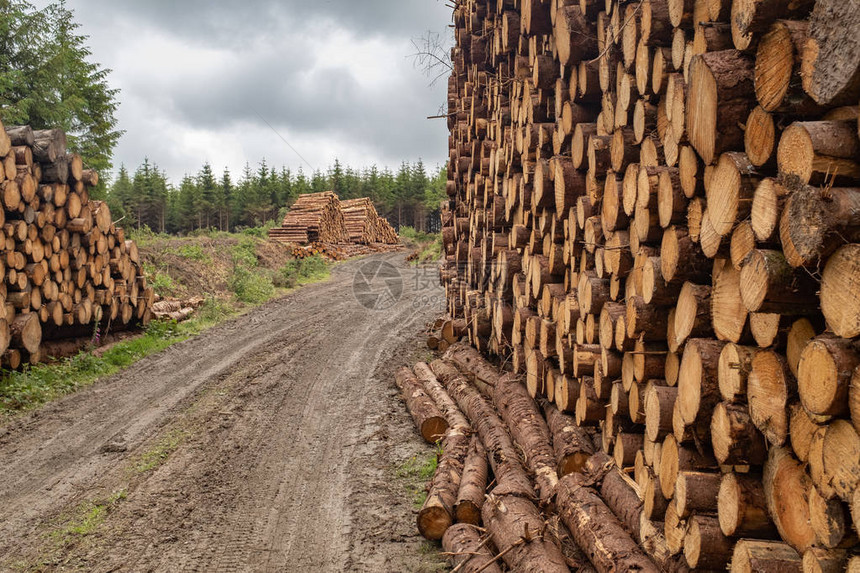 为爱尔兰伐木业的锯木厂做准备图片