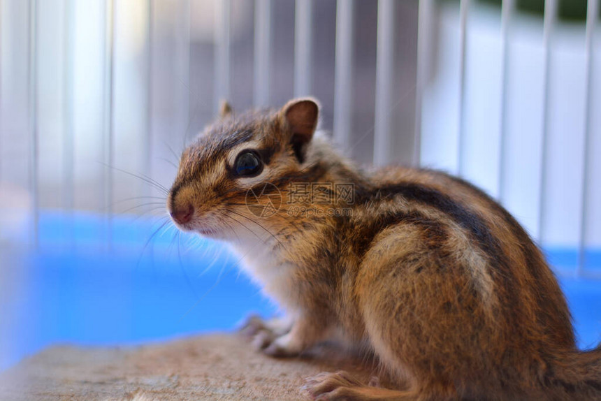 可爱的西伯利亚花栗鼠或西伯利亚松鼠Eutamiassibiricus在家里的笼子里动物和宠物在家的概念特写图片