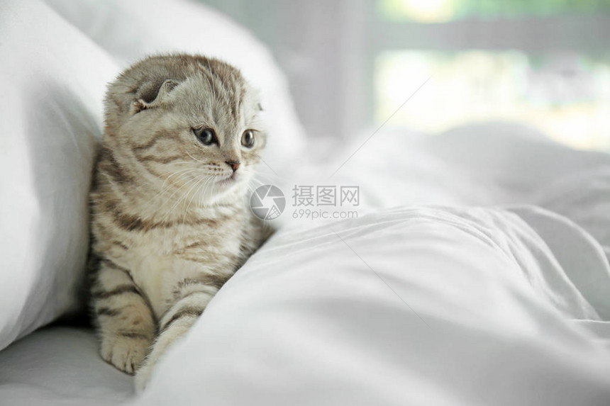 家里床上的可爱小猫图片