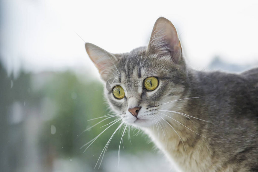 好奇的灰猫小心地移开视线宠物概念兽医诊所的图片图片