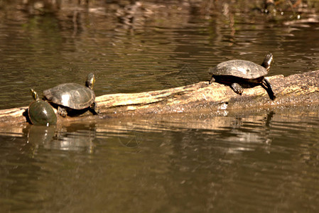 水龟坐在小湖的原木上图片
