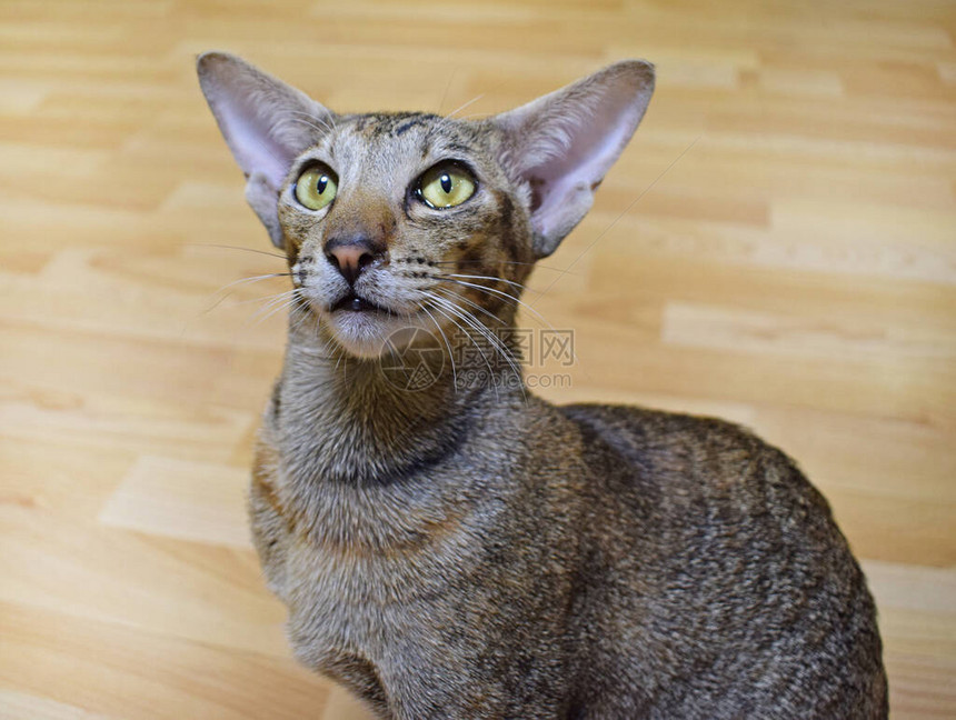 浅黄绿色眼睛的蓝褐色白纹东方猫坐在蜜蜂地板上照片来自短发长发耳膜和纯种动物图片