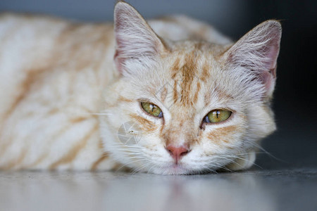 橘子和棕色条纹可爱的猫睡午可爱的小图片