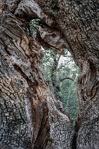 橄榄树干的树皮背景图片