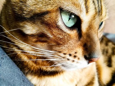 浅绿色眼睛的大孟加拉猫背景图片