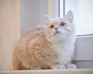 窗台上有白色爪子的红色虎斑小猫背景图片