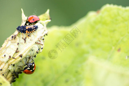 尖瓢虫幼在绿色植物上寻找虱子图片