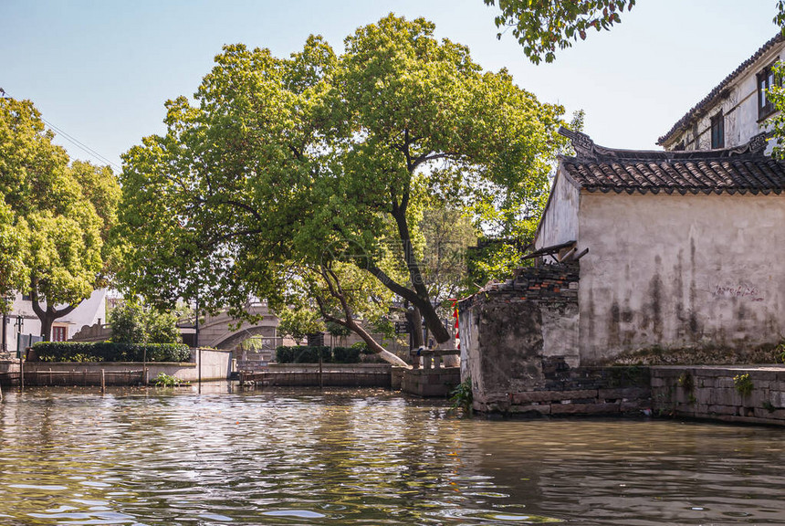 绿叶树挂在绿色褐水上图片