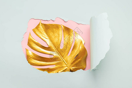 一片热带龟背竹植物的叶子被涂成金色图片