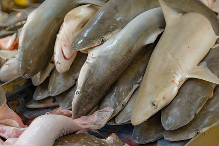 新加坡市场上出售的幼鲨鱼数量众多在新图片