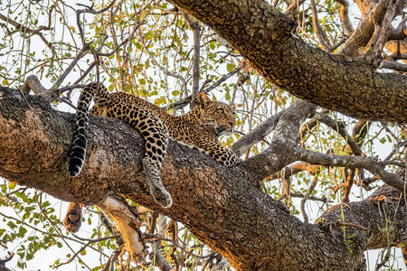 野豹在树枝上寻找猎物图片