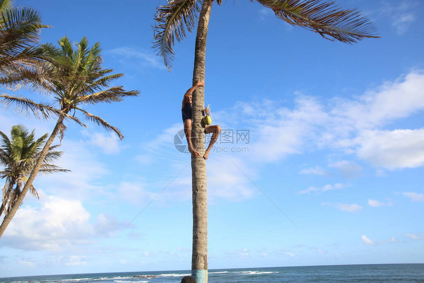 2017年在萨尔瓦多威尔逊林斯广场WilsonLinsSquare的椰子树上看到图片