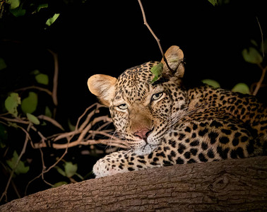 豹子深邃的眼睛在晚上看着相机的树枝上图片