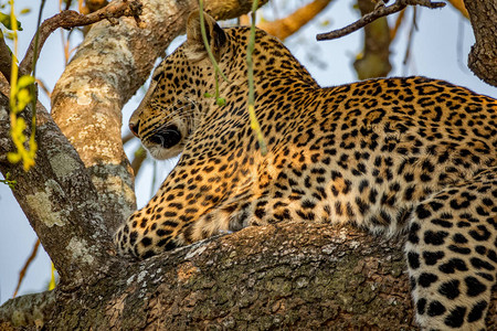 野豹在树枝上休息的底视图背景图片