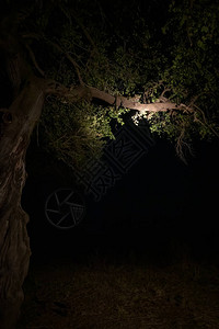 夜间野豹在树上底视图图片