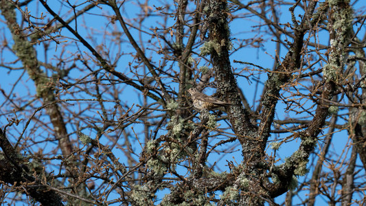 隐藏在树枝中的画眉鸟的底视图背景图片