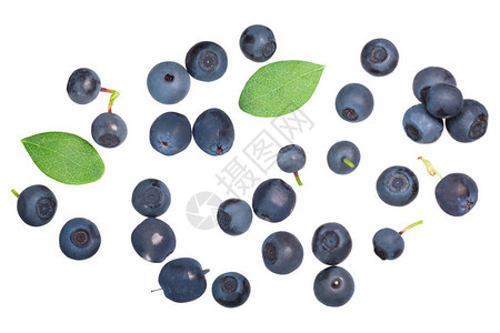 觅食的野生越桔和蓝莓Vacciniummyrtillus果实图片
