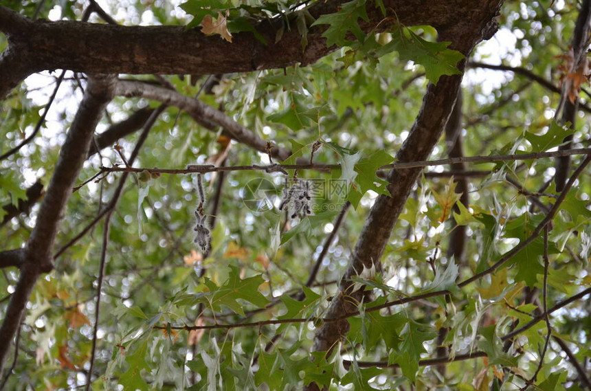 毛虫在橡树枝上吃树叶图片