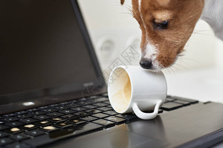 狗把咖啡洒在笔记本电脑键盘上宠物损坏财产图片