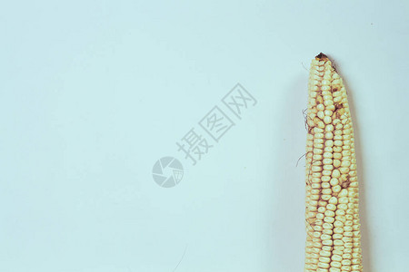 玉米浅色背景彩色叶子图片