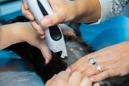 黑猫卵巢子宫切除术前剃须图片