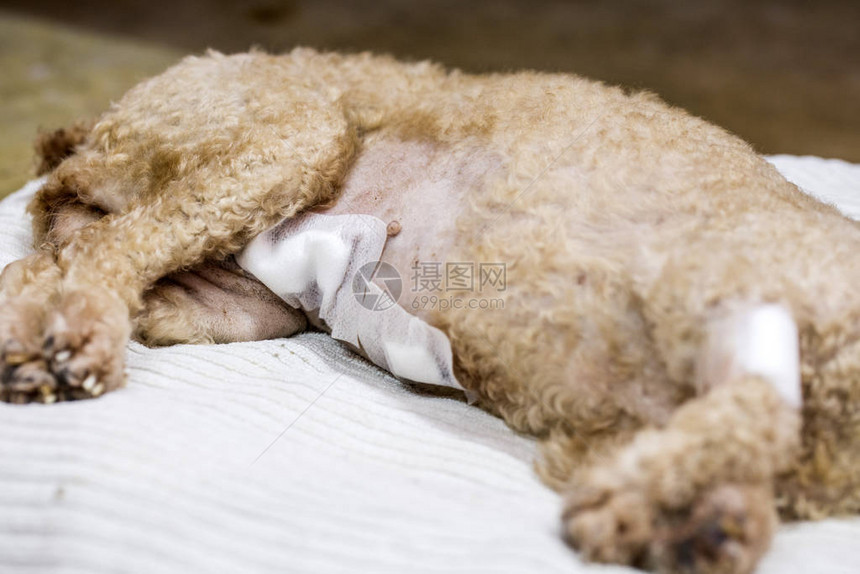 动物绝育兽医手术兽医对狗进行绝育图片