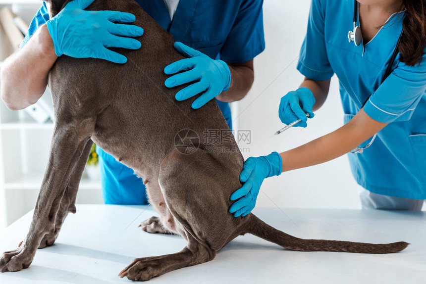 兽医在同事接种疫苗时持有灰狗的景象图片