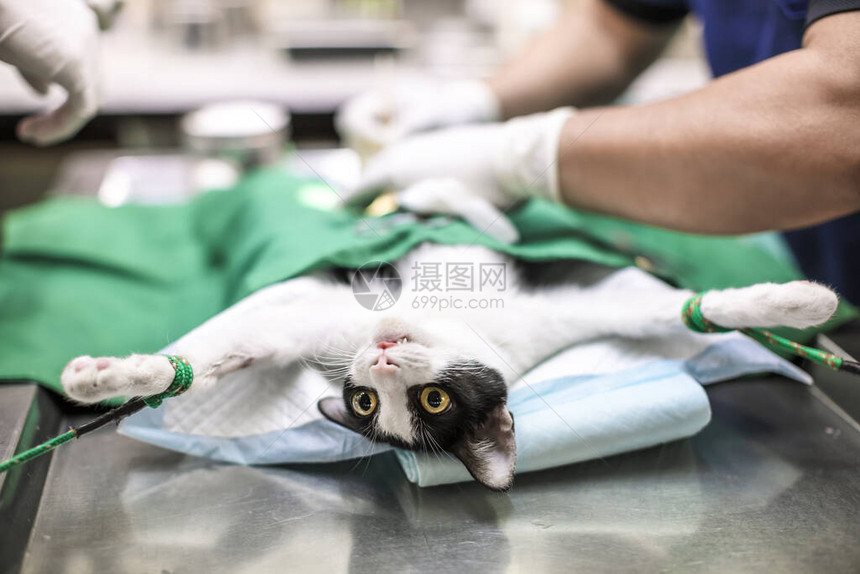 手术台上的猫和兽医手术图片