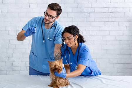 在动物诊所为小狗接种助理疫苗的专业兽图片