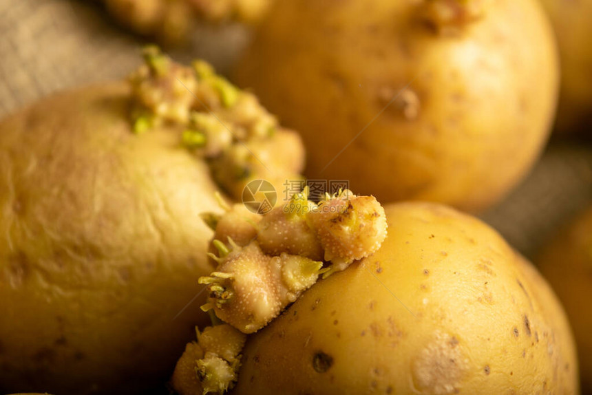 马铃薯在粗糙的炒开背景下流出秋季收割种子土豆图片