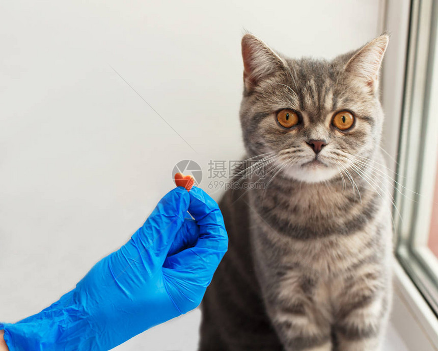 从兽医那里得到一粒药片的可爱小猫图片