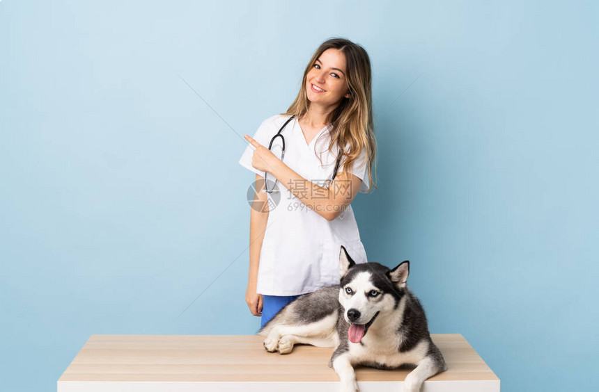兽医诊所的兽医与西伯利亚哈士奇犬在孤立的蓝色背景上指向图片