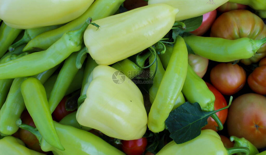 横幅花园里新鲜采摘的蔬菜不同类型的辣椒西红柿等花园里种植的有机蔬菜扎维多奇图片